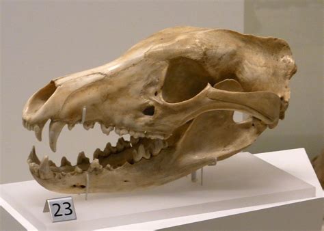 Thylacine Facts, Habitat, Pictures, Sightings, Extinction and Range | Thylacine, Tasmanian tiger ...