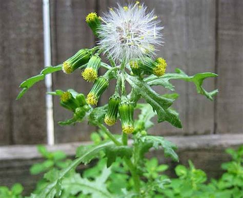 Quiz on Annual Garden Weeds, Recognition and Identification