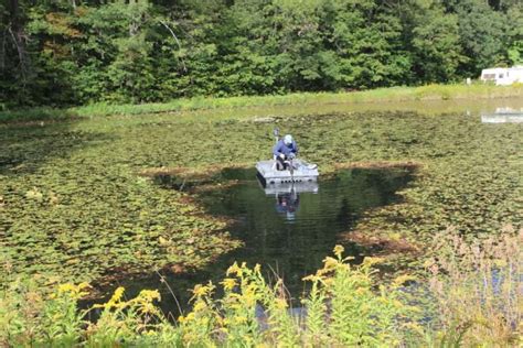 How to Control Pond Weeds - WoahTech