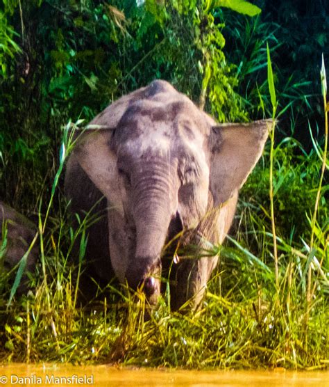 Borneo Pygmy Elephants – NotDunRoamin - travel blog