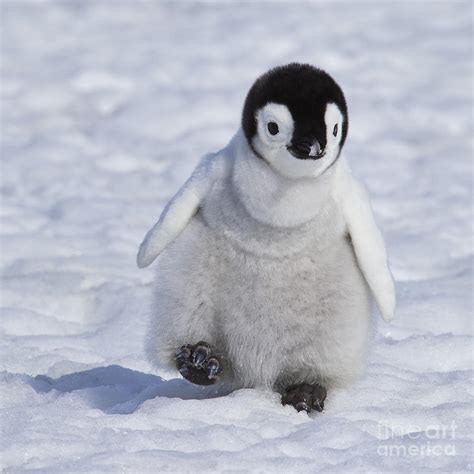 Emperor Penguin Chick Photograph by Jean-Louis Klein & Marie-Luce Hubert | Fine Art America