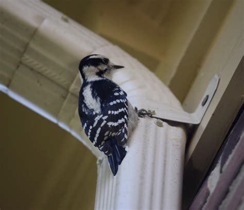 Caught this Downy Woodpecker drumming on my gutter. : r/birding