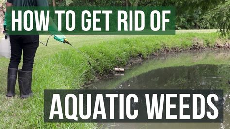 How to Control Pond Weeds Cheaply: Budget-Friendly Tips