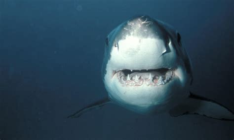 Great White Sharks | Species | WWF