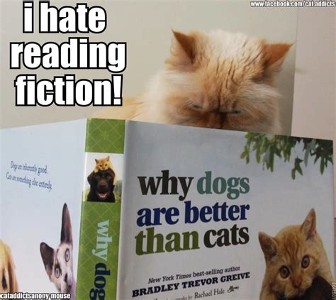 Katie's Kitties: Funny Cat Pictures with Captions