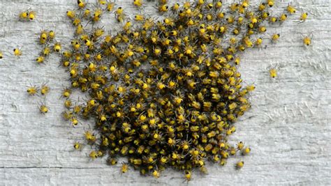 swarming baby spiders close Stock Footage Video (100% Royalty-free) 2340980 | Shutterstock