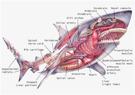 Shark Anatomy Diagram | Hot Sex Picture