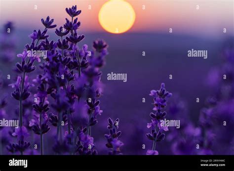 Lavender flower background. Violet lavender field sanset close up. Lavender flowers in pastel ...