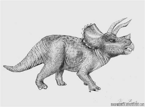 Triceratops Drawing