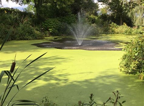 Pond Weeds Control: How to Kill Weeds and Get Rid of Algae [Upd. 2021]