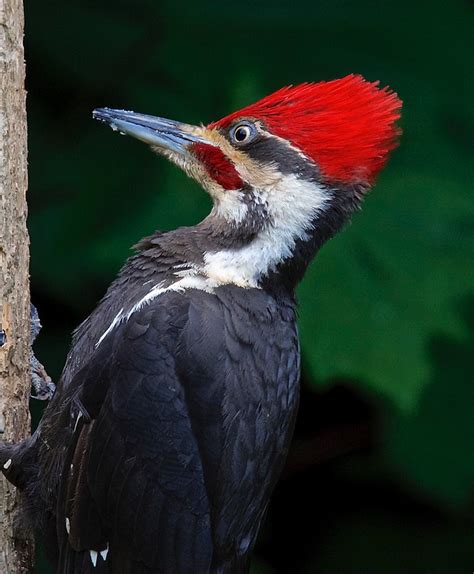 Drumming with Woodpeckers - West | BirdNote