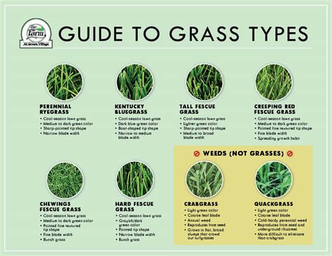 Guide to Identification of Grass Types - The Farm at Green Village