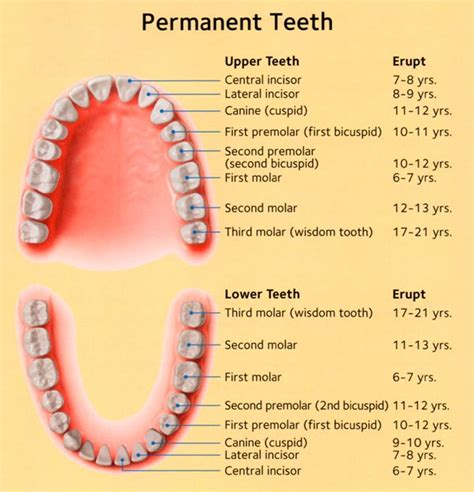 Tooth Loss Age Chart