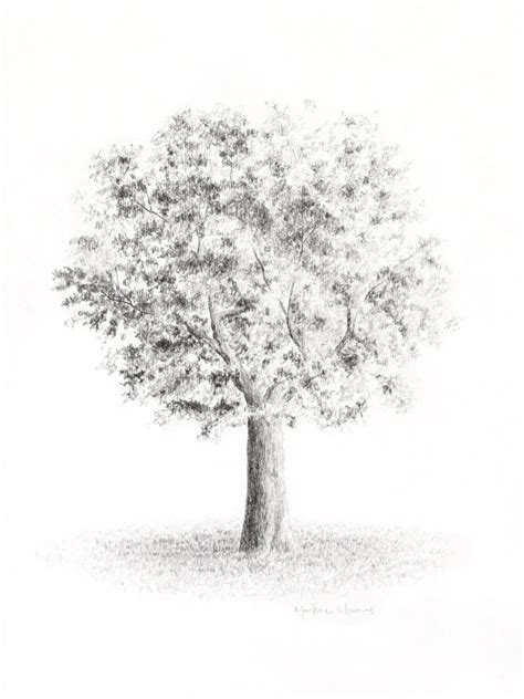 Pencil Shading Drawings Nature