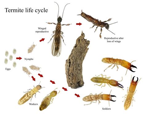 Termite Control Tactics Based on the Termite Cycle of Activity - Milberger Pest Control