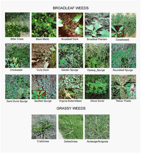 Common Lawn Weeds - Identification Weeds In Grass, HD Png Download - kindpng