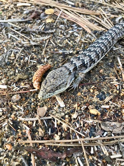 skink - Wildlife Innovations