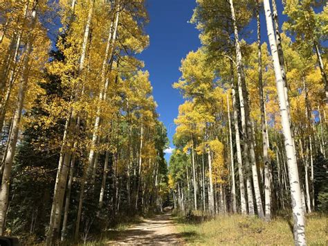 Colorado Aspen - Fall stock image. Image of colorado - 93917963