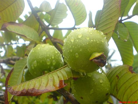 File:Apple Guava.jpg - Wikimedia Commons