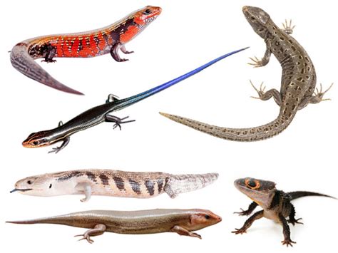 10 Types of Skinks that Make Great Pets - VIVO Pets