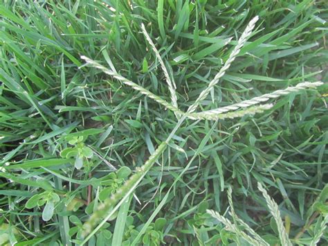 Goosegrass | Purdue University Turfgrass Science at Purdue University