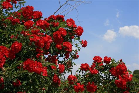 Bright Red Rose Bush Free Stock Photo - Public Domain Pictures