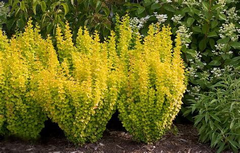 Tall Shrubs for Narrow Areas | Gates and Associates