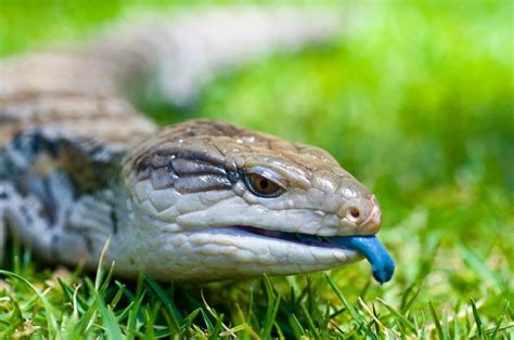 Blue Tongue Skink Lizard Care