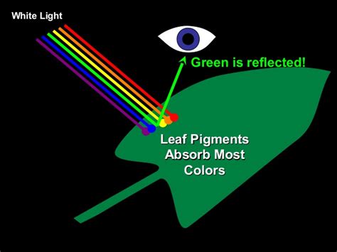 #101 Photosynthetic Pigments | Biology Notes for A level