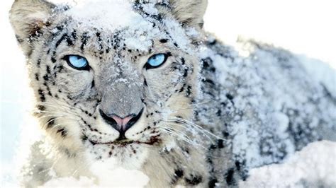 Snow Leopard Wallpapers - Wallpaper Cave