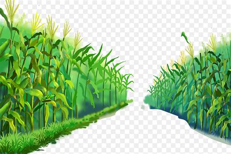 Corn Field PNG, Vector, PSD, and Clipart With Transparent Background for Free Download | Pngtree