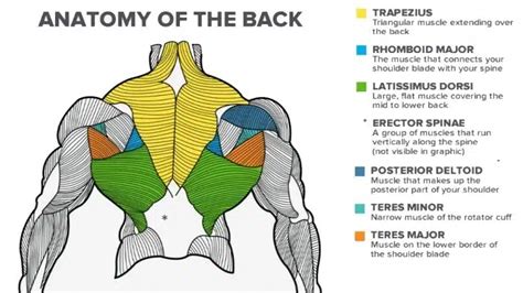 Best Chest And Back Workout Routine For Mass | EOUA Blog