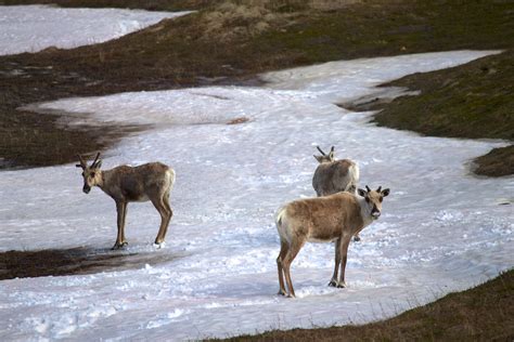 The 7 Best U.S. National Parks for Wildlife Spotting | Jess Moss Travel