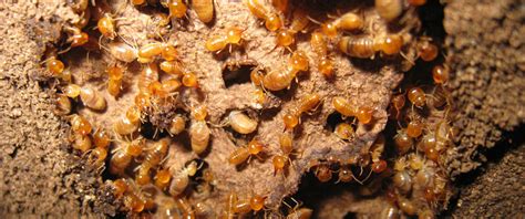 Termite Identification Chart Australia