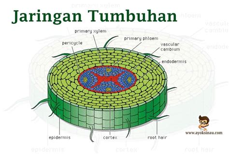 Jaringan Hewan Dan Tumbuhan - Homecare24