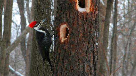 Woodpecker Facts, Types, Classification, Habitat, Diet, Adaptations