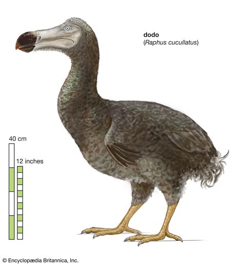 Dodo Bird Real Life Picture - Go Images Site