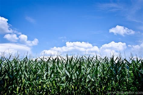 Corn Field Photo Corn Field Art Cornfield Photography | Etsy