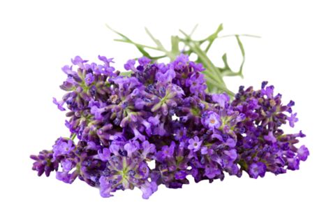 Lavender White Background PNG Transparent Images Free Download | Vector Files | Pngtree