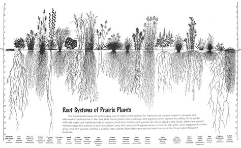 Nomination: Root Systems of Prairie Plants