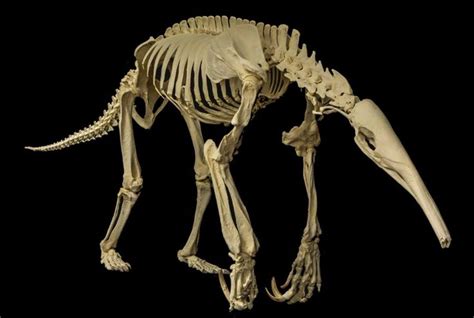 giant anteater - museum of osteology | Animal skeletons, Animal skulls, Skeleton