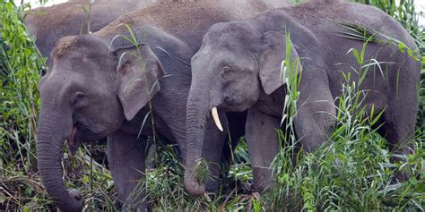 Guide To Borneo Pygmy Elephants - ETG Blog