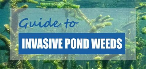 8 Common Invasive Pond Weeds (ID + Pics) - Pond Informer