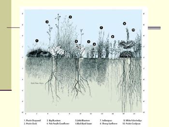 Prairie Ecosystem Powerpoint by Students Rising | TpT