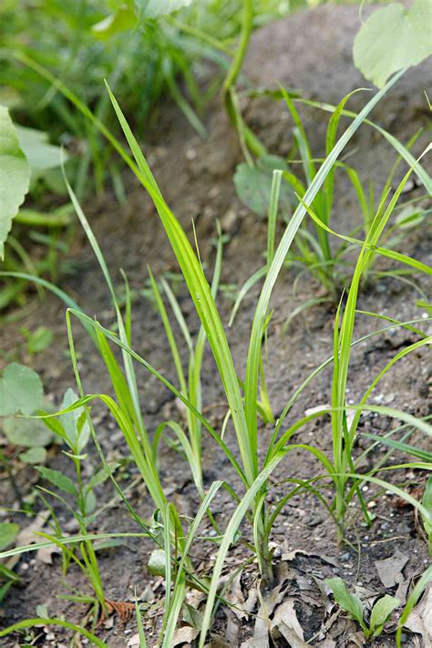 33 Lawn and Garden Weeds: How to Identify and Control Them