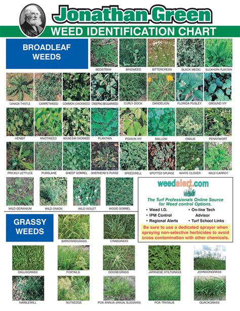 Identify Ground Cover Weeds