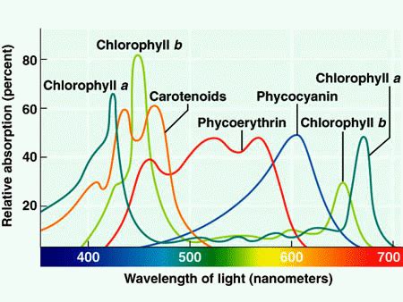 Photosynthetic pigments