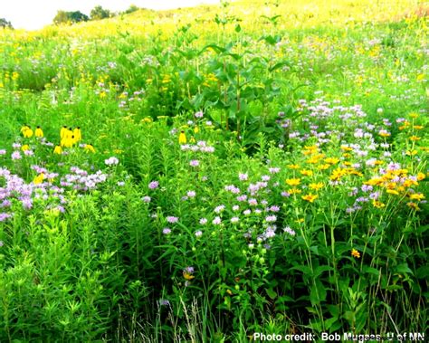 Prairie Plants | Amazing Wallpapers