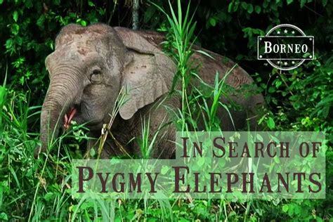 Searching For Pygmy Elephants In Borneo: KINABATANGAN RIVER SAFARI