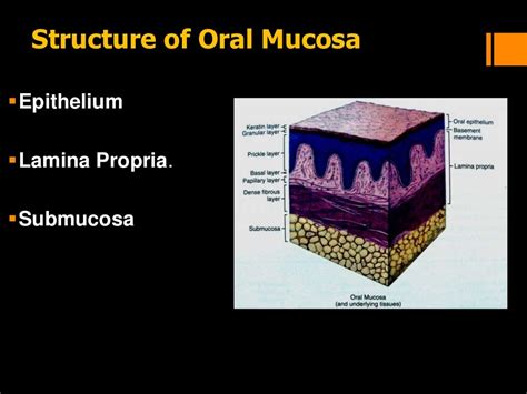 Histology of oral mucous membrane and gingiva